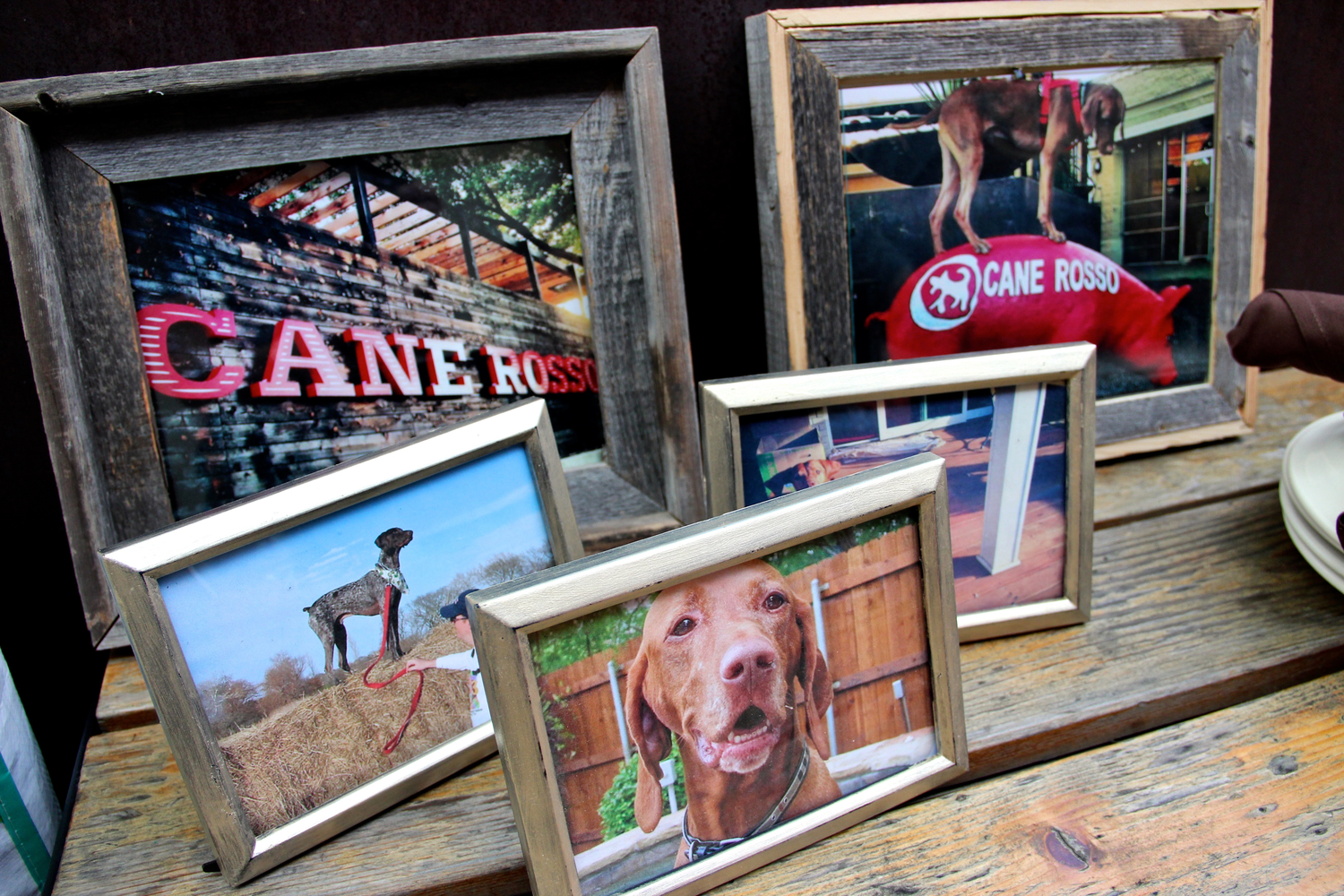 Cane Rosso Rescue Making a Difference in Dallas